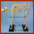 Медицинское обучение Большая модель скелета собак